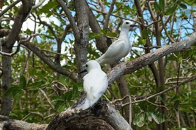 Ile Rodrigues, l’oubliée des Mascareignes 3