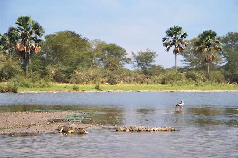 Parc national de Liwonde - Malawi