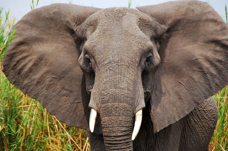 Éléphant dans le parc national de Liwonde - Malawi