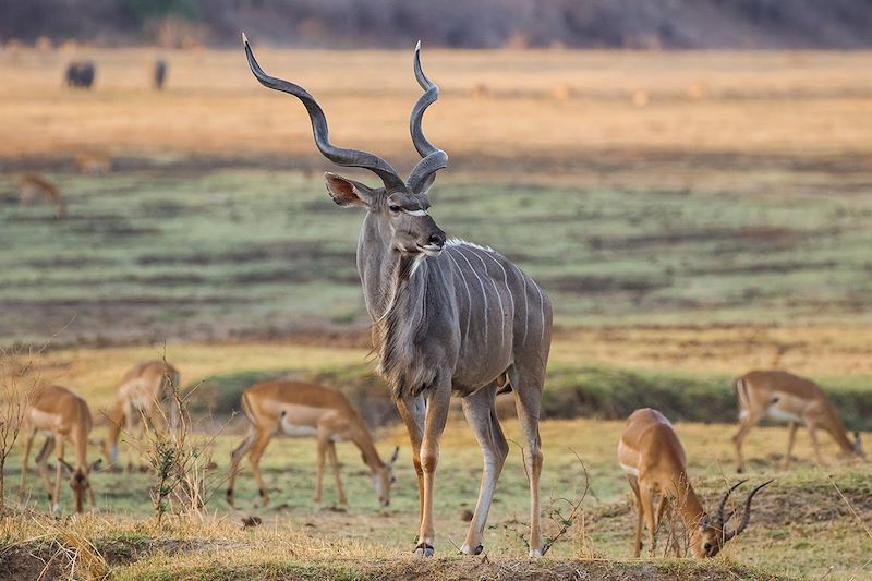 Parc national de Luangwa Sud - Zambie