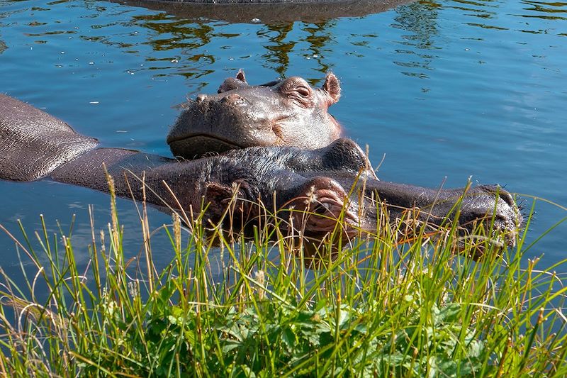 Hippopotames - Rivière Luangwa - Zambie