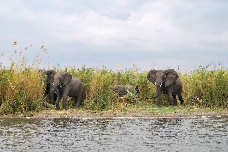 Voyage safari de la South Luangwa au parc de Liwonde avec farniente au lac Malawi et immersion dans les villages de pêcheurs…