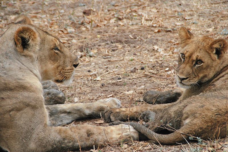 Parc national de South Luangwa - Zambie