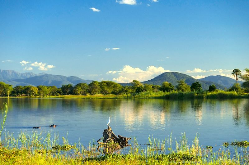 Aigrette et hippopotames au parc national de Liwonde - Malawi