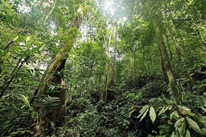 Forêt tropicale - Sarawak - Malaisie