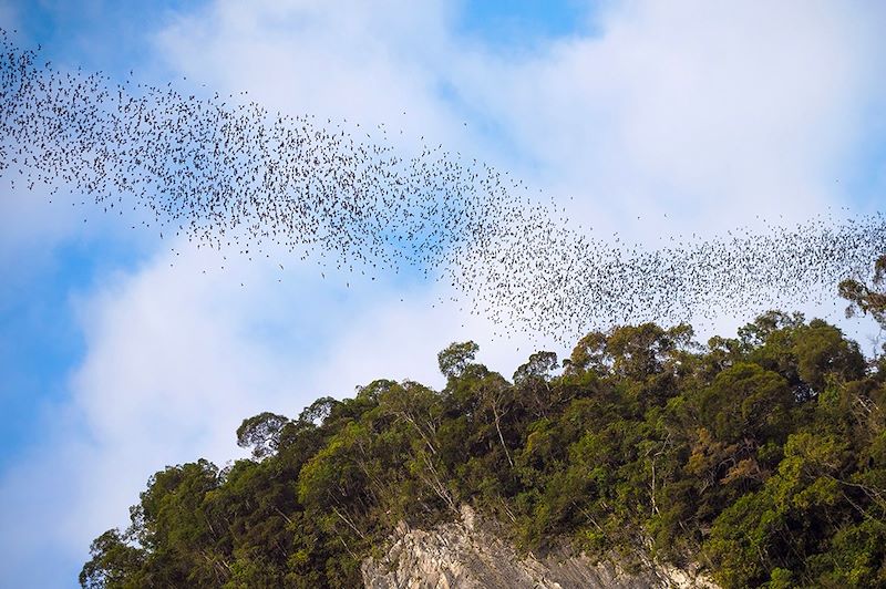 Chauves-souris sortant d'une grotte - Parc national de Mulu - Bornéo - Malaisie