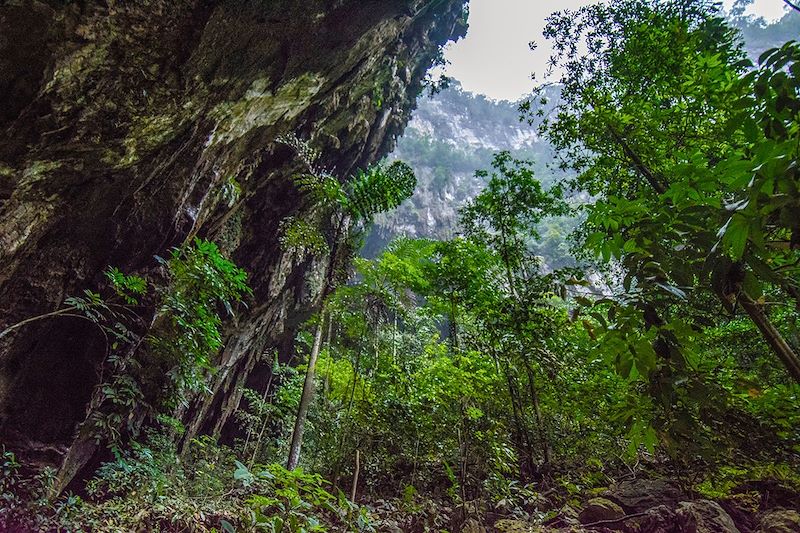Deer Cave - Parc national de Mulu - Bornéo - Malaisie