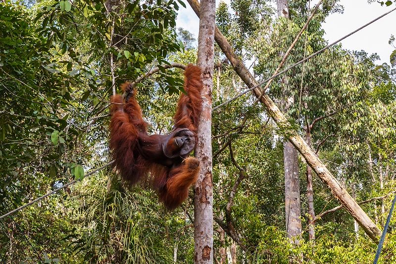 Orang-outang - Bornéo - Malaisie