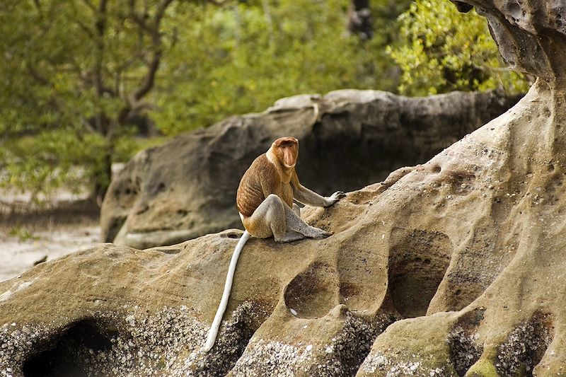 Nasique dans le parc national de Bako - Sarawak - Bornéo - Malaisie