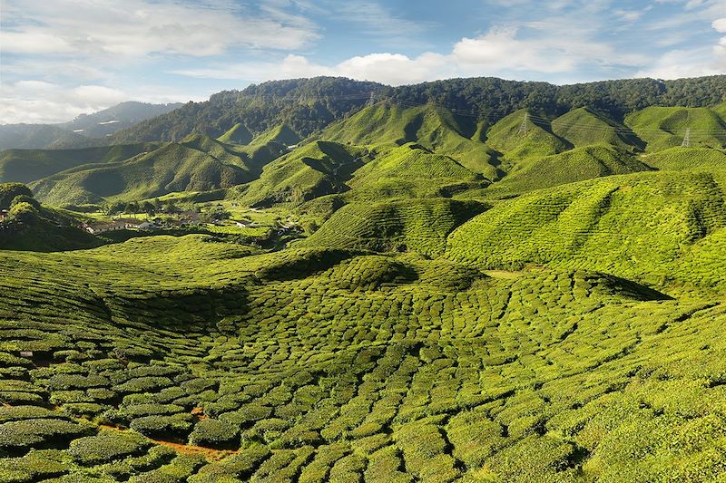 Les plantations de thé de Cameron Highlands - Malaisie 