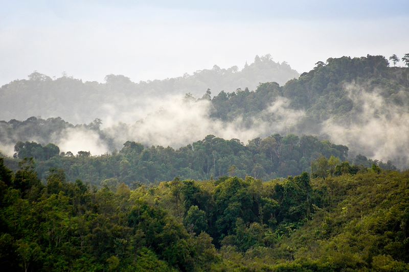 Parc national de Batang Ai - Bornéo - Malaisie