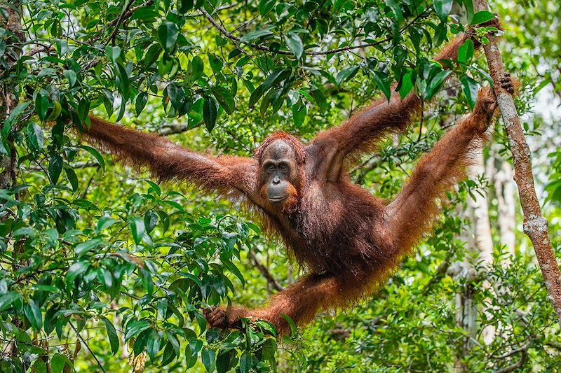 Orang-outan - Malaisie