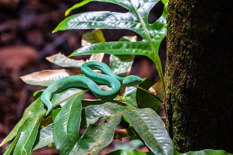Serpent au Parc national de Bako - Bornéo - Malaisie