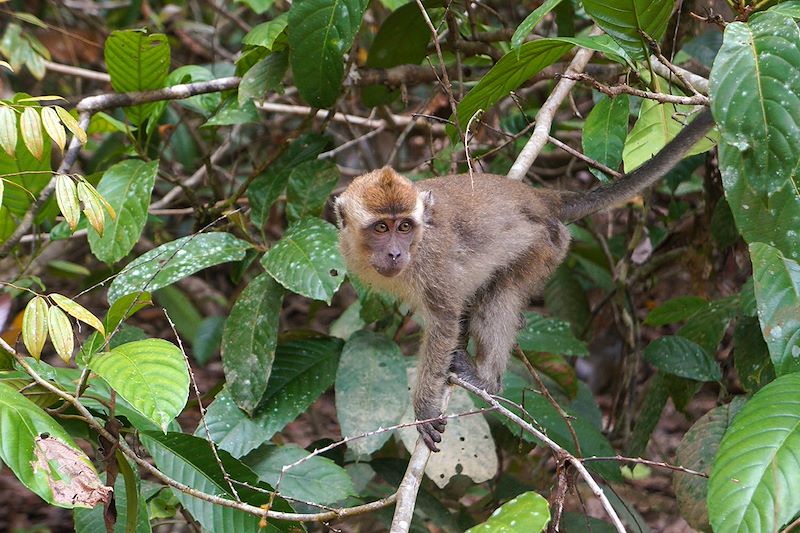 Macaque crabier près de la rivière Kinabatangan - Bornéo - Malaisie