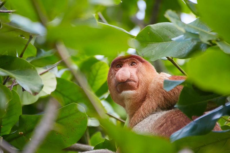 Nasique au Parc national de Bako - Bornéo - Malaisie