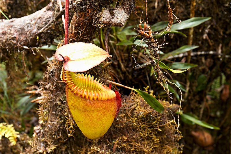 Nepenthes villosa (plante endémique du Mont Kinabalu et Tambuyukon) - Malaisie
