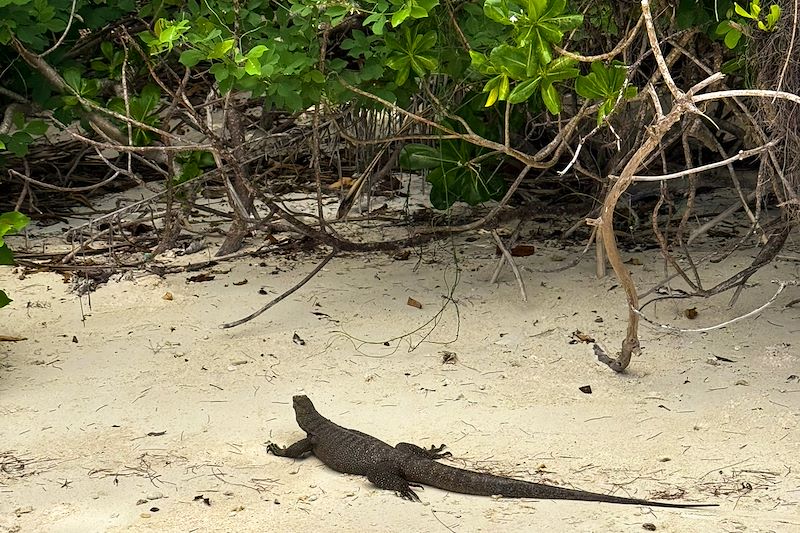 Varan - Îles Perhentian - Malaisie