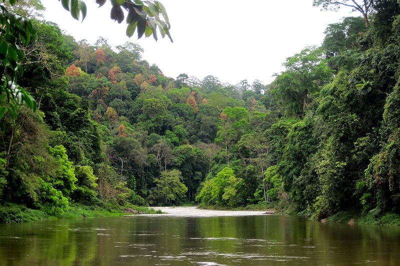 Parc Royal de Belum - Malaisie