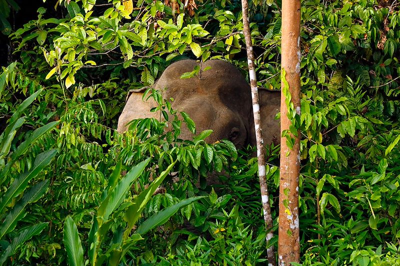 Éléphant de Bornéo - Malaisie