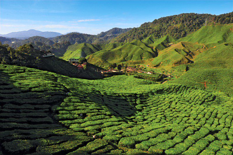 Bharat - Cameron Highlands - Malaisie