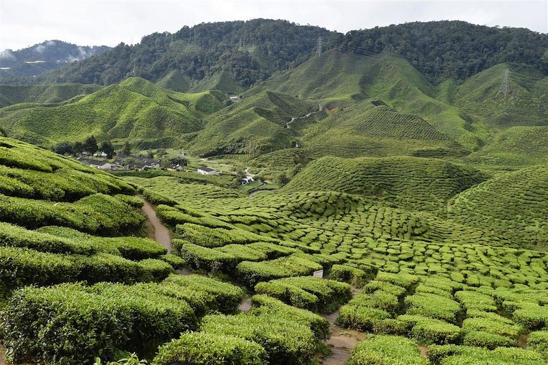 Plantation de thé - Cameron Highlands - Malaisie
