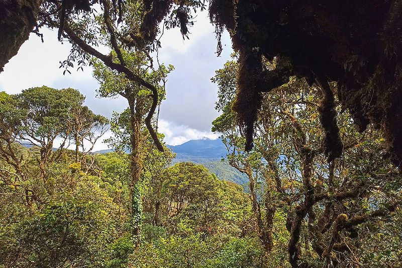 Forêt de Mousse - Cameron Highlands - Malaisie