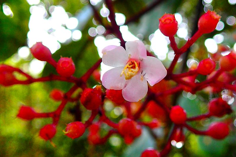 Fleur dans la Forêt de Mousse - Cameron Highlands - Malaisie