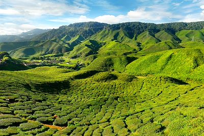 Temples, thé et île paradisiaque