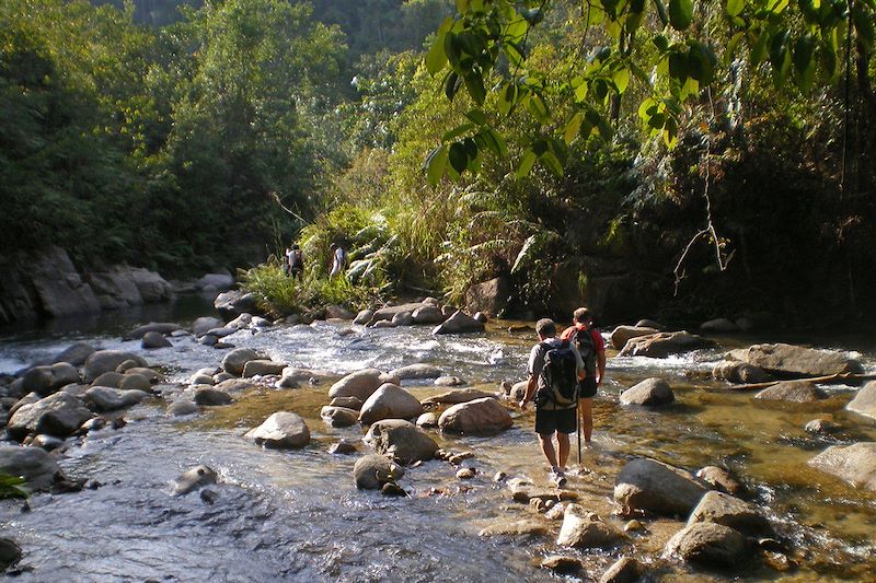 Randonnée dans le Parc national de Taman Negara - Malaisie 