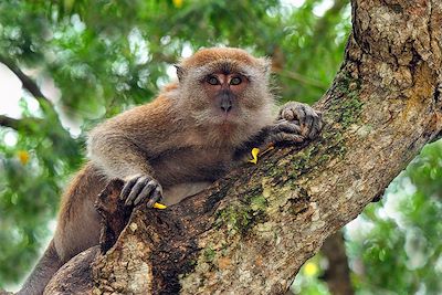 voyage Les incontournables de la Malaisie