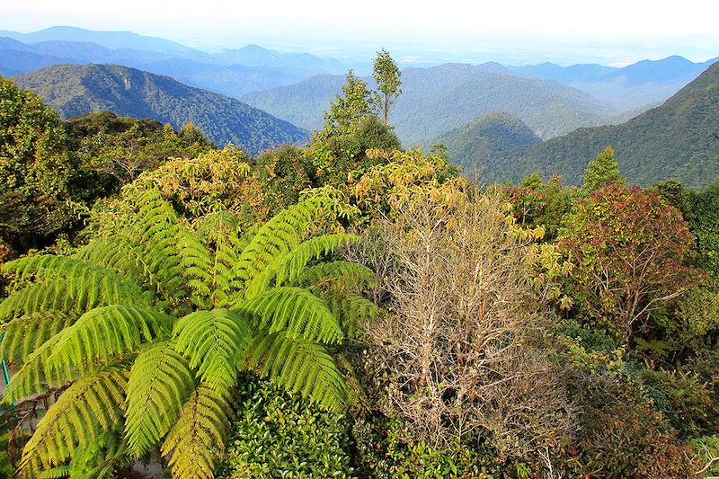 Forêt de Mousse - Cameron Highlands - Malaisie