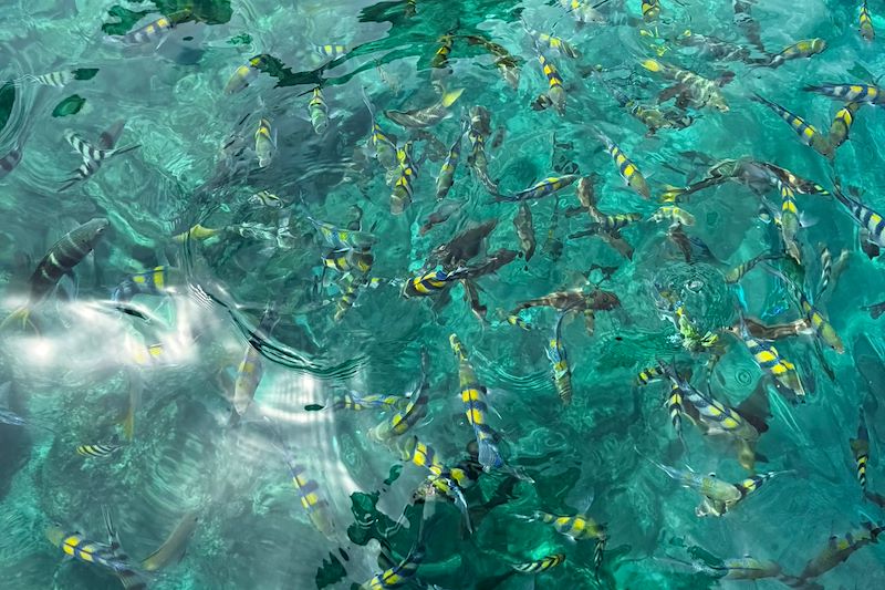 Poissons - Îles Perhentian - Malaisie