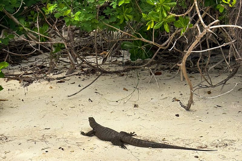 Varan - Îles Perhentian - Malaisie