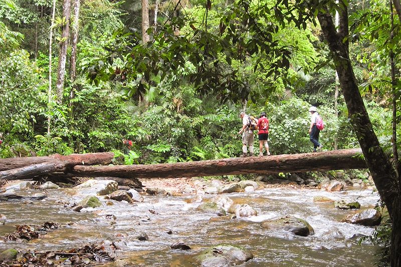 Randonnée dans la réserve de Belum - État de Perak - Malaisie