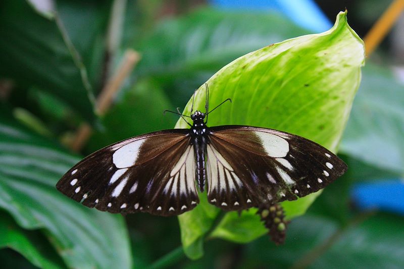 Ferme aux papillons à Cameron Highlands - État de Pahang - Malaisie