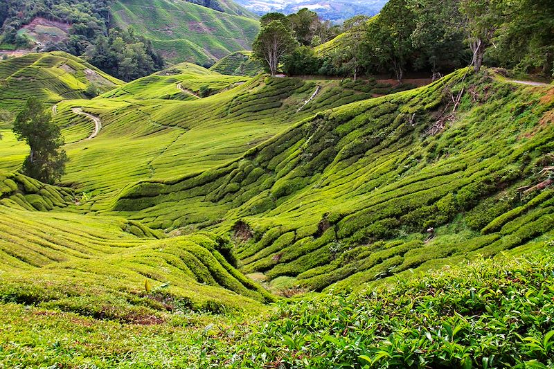 Cameron Highlands - Pahang - Malaisie