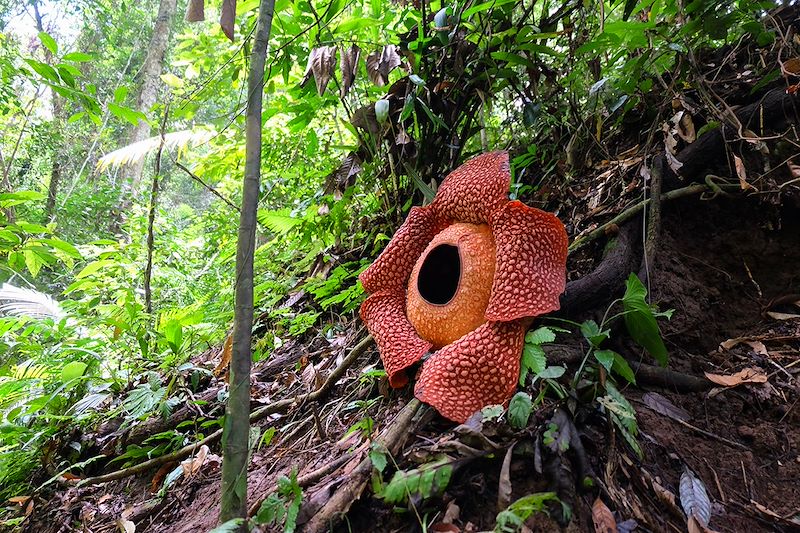 Rafflesia
