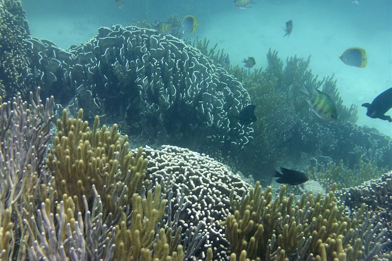 Exploration sous-marine aux îles Perhentian - Malaisie