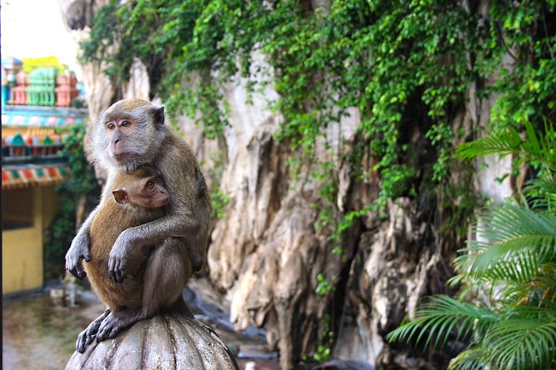 Batu Caves - Kuala Lumpur - Malaisie