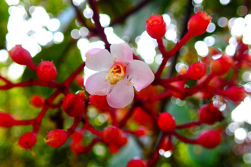 Fleur dans la Forêt de Mousse - Cameron Highlands - Malaisie