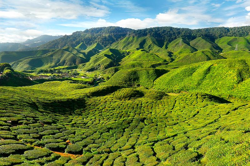 Plantations de thé dans les Cameron Highlands - Malaisie