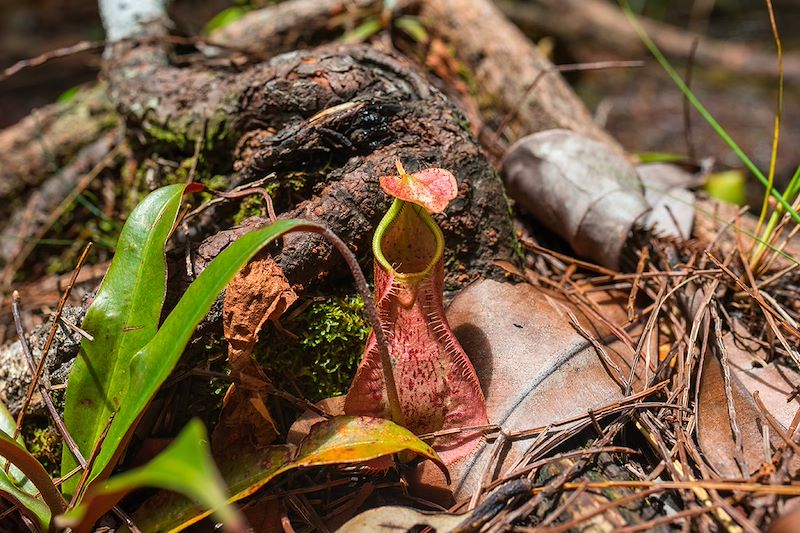 Plante carnivore (Nepenthes) au Parc national de Bako - Bornéo - Malaisie