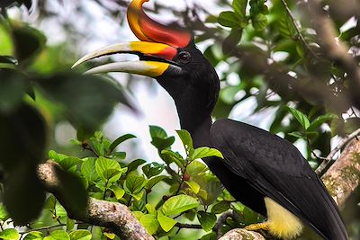De Penang à la jungle de Bornéo