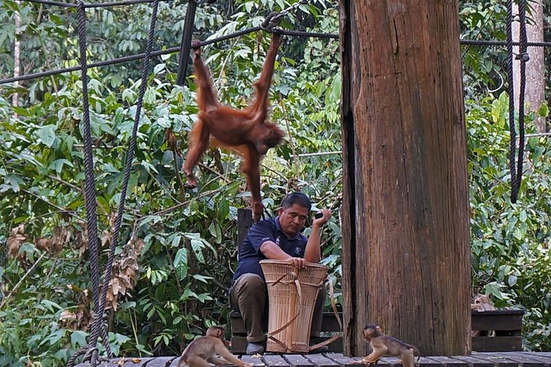 Centre de réhabilitation des Orang-outan - Sepilok - Malaisie