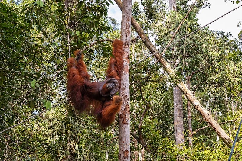 Entre randonnées en liberté et accompagnées et rencontre de la faune locale dans la région de Sarawak