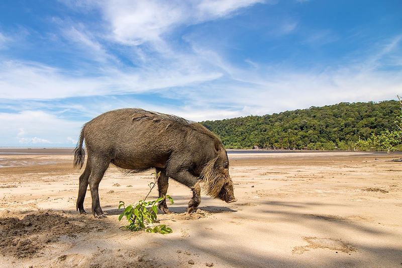 Sus barbatus sur une plage du parc national de Bako - Bornéo - Malaisie