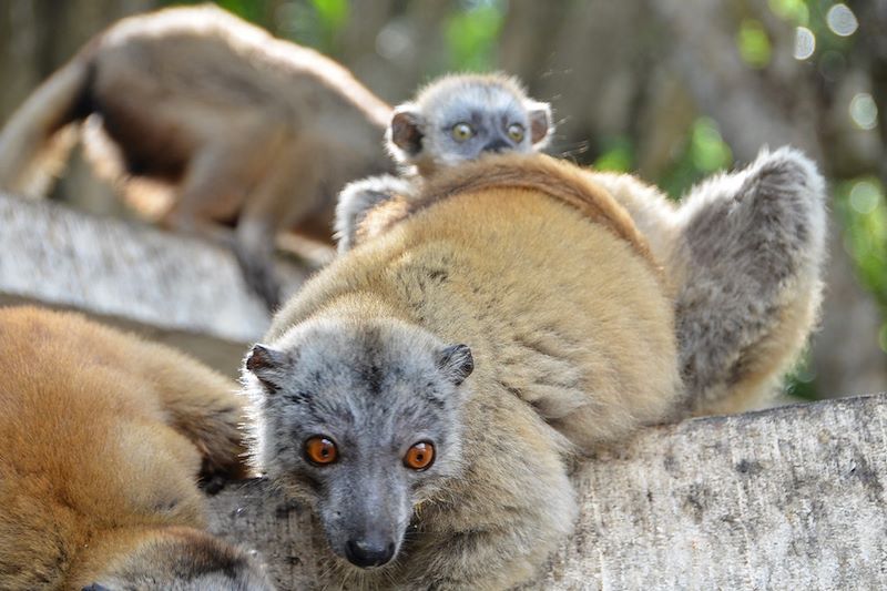 Makis de Mayotte