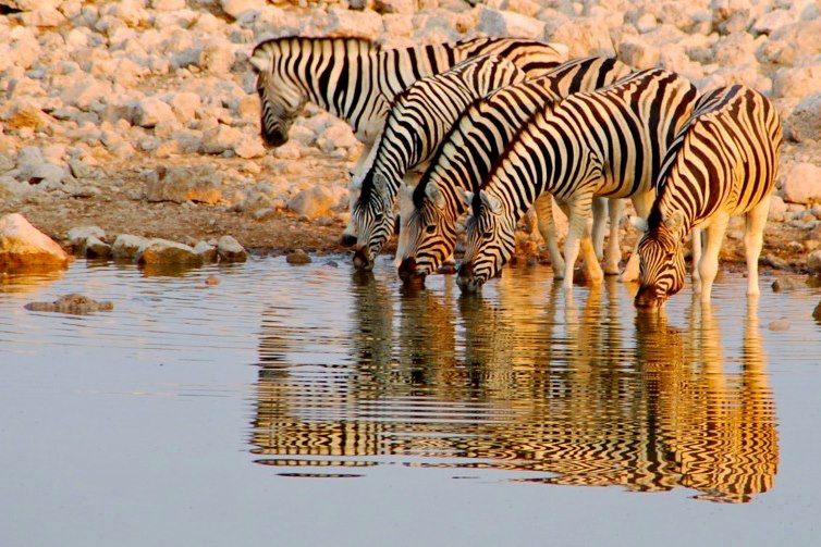 Parc national d'Etosha - Namibie