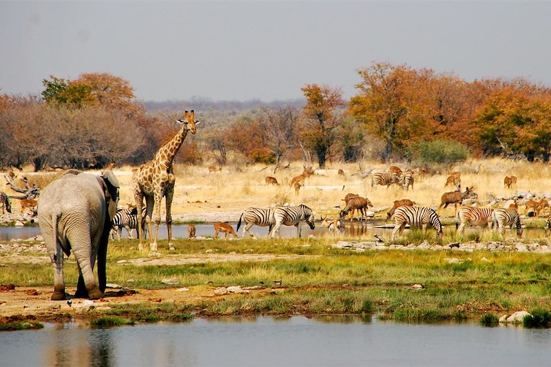 Parc national d'Etosha - Namibie