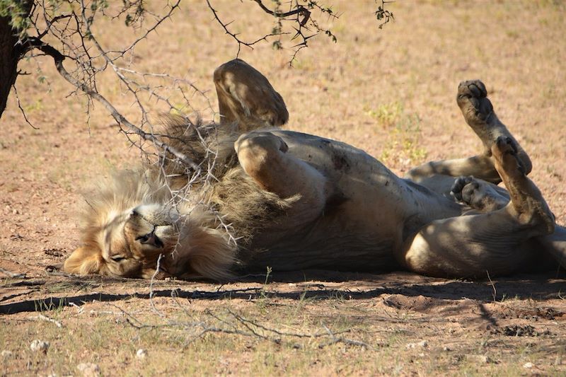 Lion dans le désert du Kalahari - Namibie